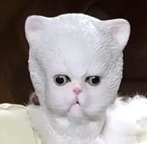 A person in an unsettling full-face white cat mask with large glass eyes. The mask rides the uncanny valley between feline and human.